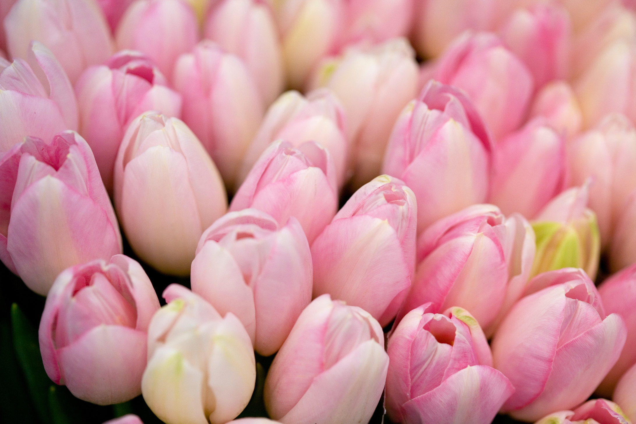 boquet of pink tulips